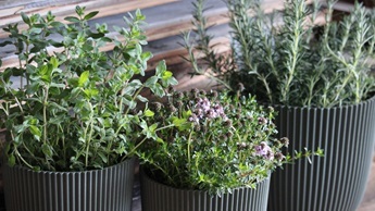 Aktuelles April 2026: 30% Rabatt auf alle Gew&uuml;rzkr&auml;uter