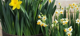 Aktuelles M&auml;rz 2026: 30% Rabatt auf alle Zwiebelschalen