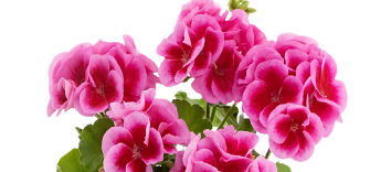 B&auml;rner Graniumm&auml;rit: Donnerstag, 30. April 2026