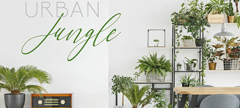 Aktuelles Januar 2026: 30% Rabatt auf alle Gr&uuml;npflanzen Indoor